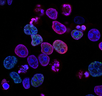 np-services np-services